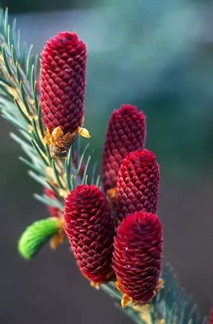 松樹開白花|松樹開花竟然這麼美!從沒見過松樹花開,只見過乾燥的松核!